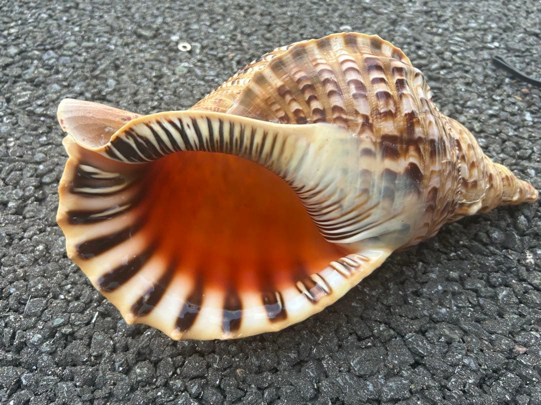 法螺貝　34.5cm 蓋付 (32cm 直線) 綺麗 801g