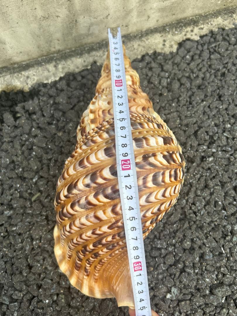 法螺貝　34.5cm 蓋付 (32cm 直線) 綺麗 801g