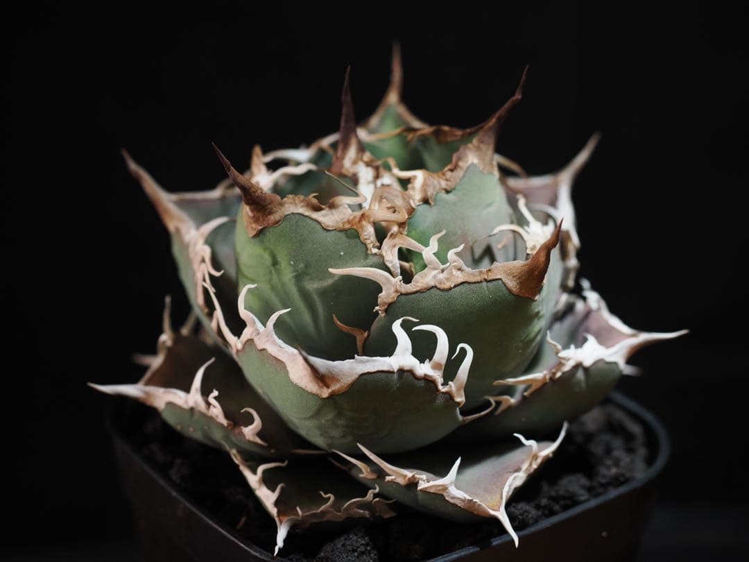 アガベ　シャークソウイ　中株