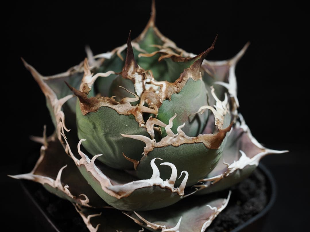 アガベ　シャークソウイ　中株