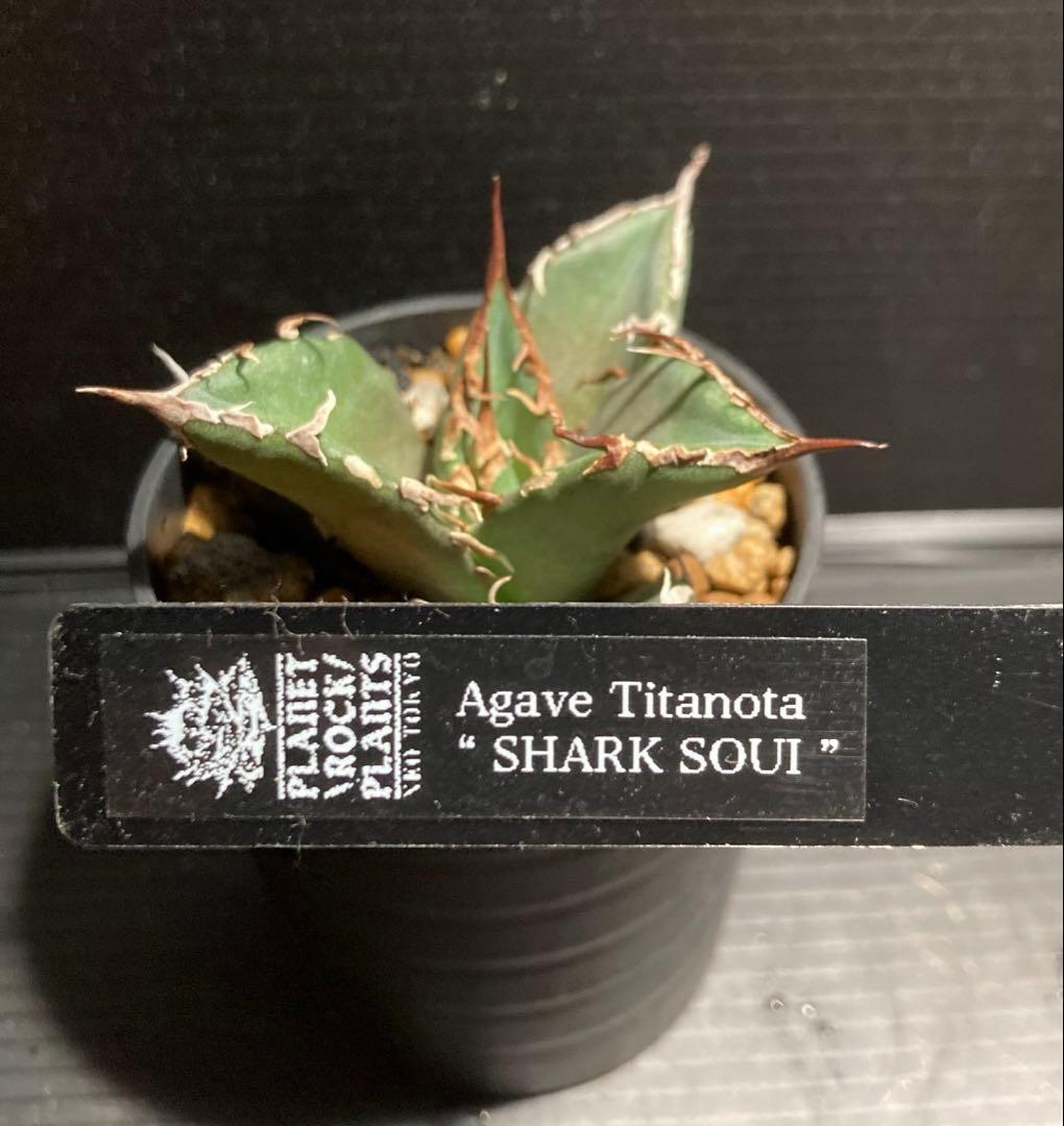 アガベ　シャークソウイ　中株