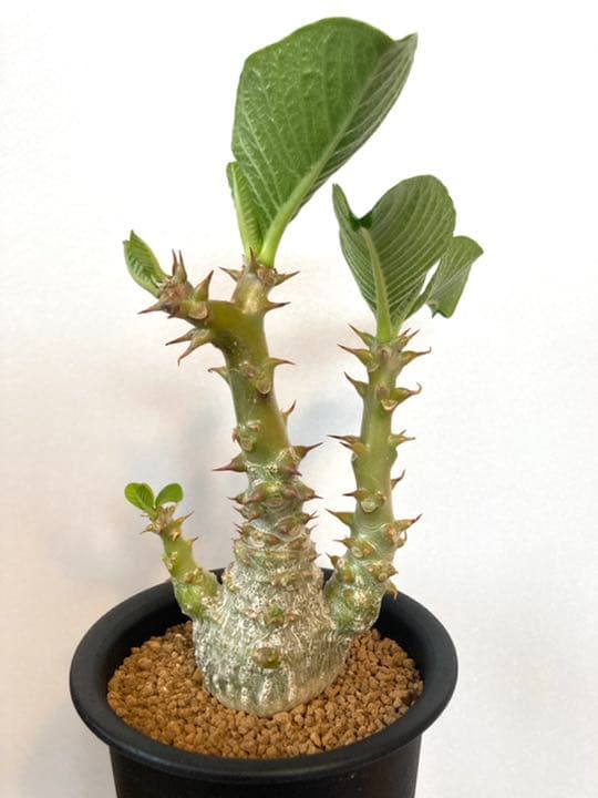 パキポディウム ウィンゾリー