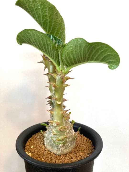 パキポディウム ウィンゾリー