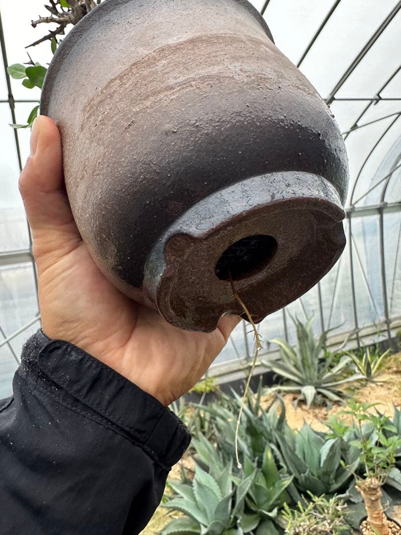 コミフォラ　カタフピュア　ソマリア産　鉢底より発根確認済み　この値段本日まで