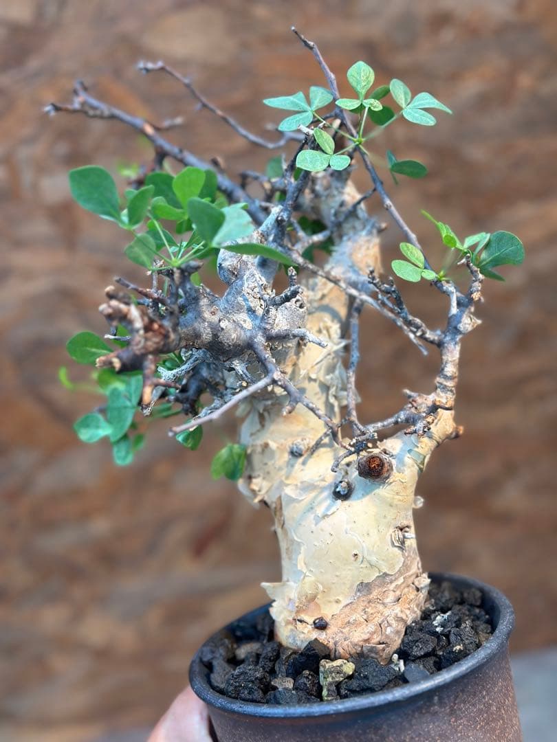 コミフォラ　カタフピュア　ソマリア産　鉢底より発根確認済み　この値段本日まで