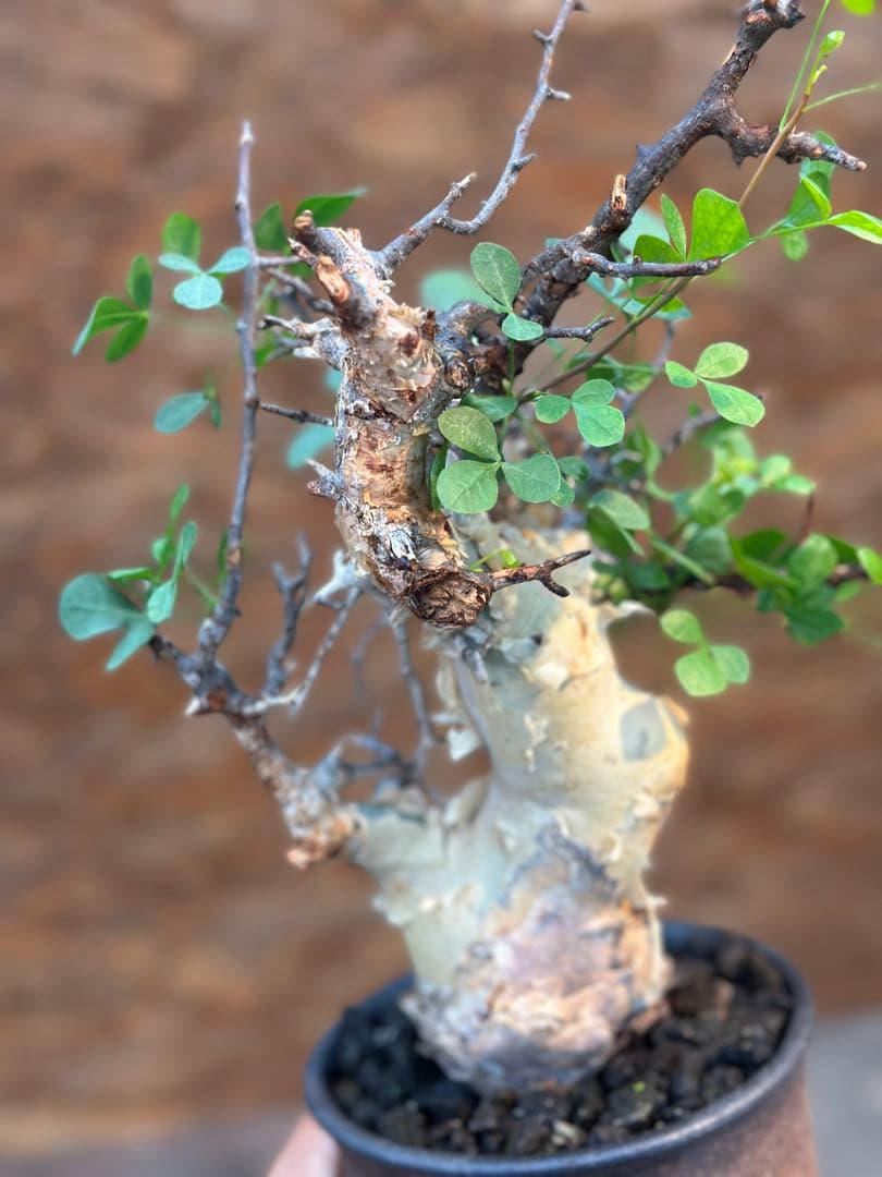 コミフォラ　カタフピュア　ソマリア産　鉢底より発根確認済み　この値段本日まで