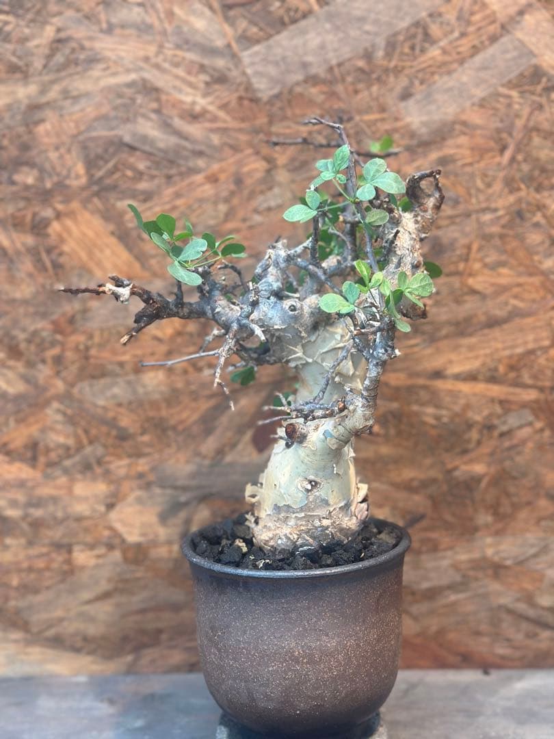 コミフォラ　カタフピュア　ソマリア産　鉢底より発根確認済み　この値段本日まで