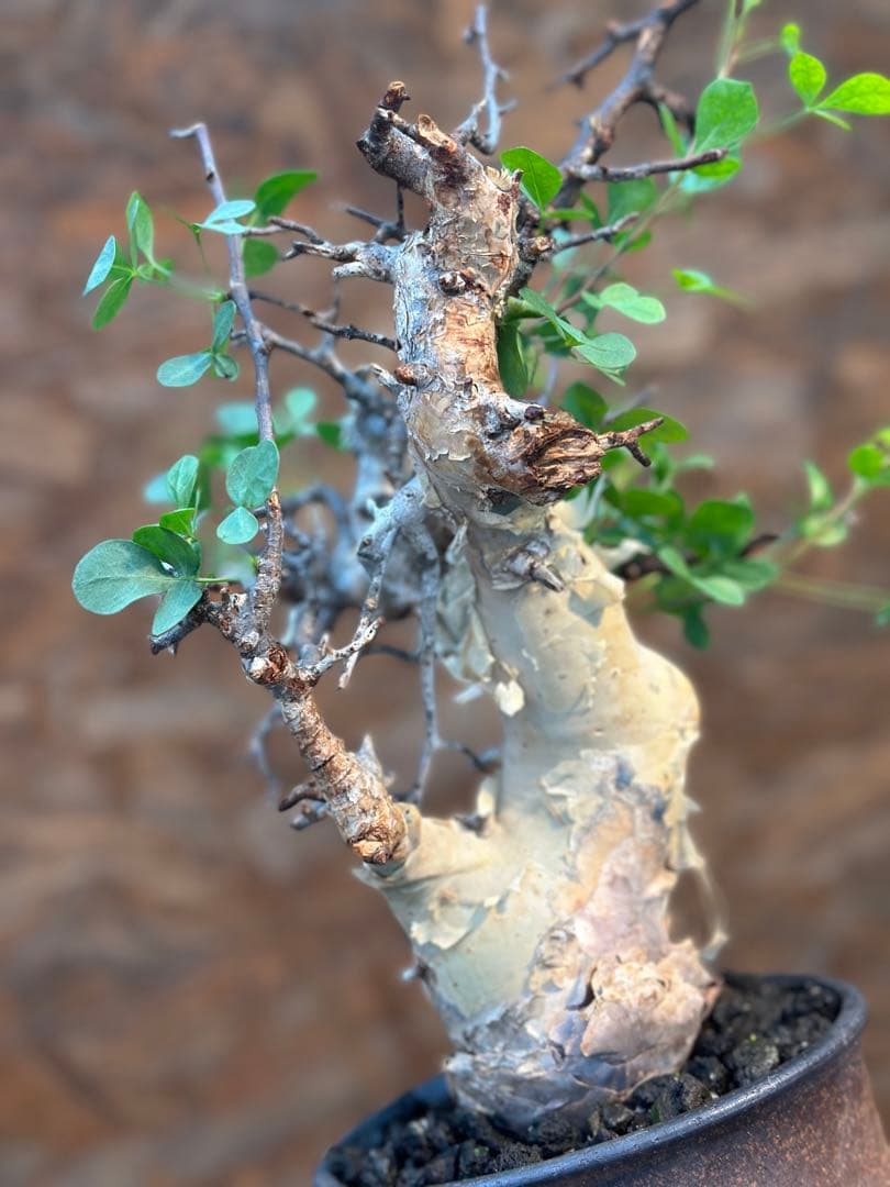 コミフォラ　カタフピュア　ソマリア産　鉢底より発根確認済み　この値段本日まで