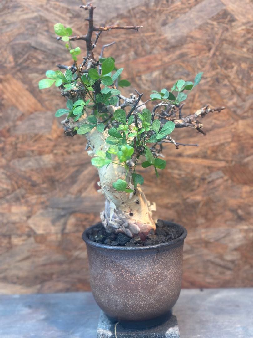 コミフォラ　カタフピュア　ソマリア産　鉢底より発根確認済み　この値段本日まで