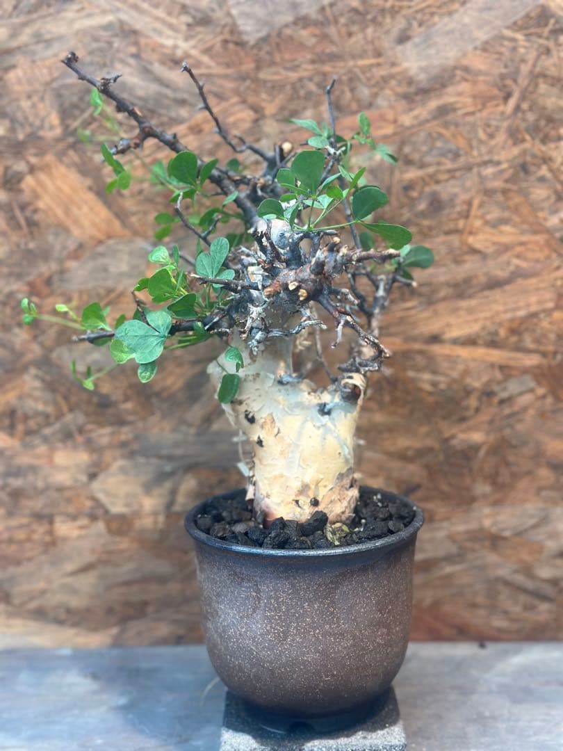 コミフォラ　カタフピュア　ソマリア産　鉢底より発根確認済み　この値段本日まで