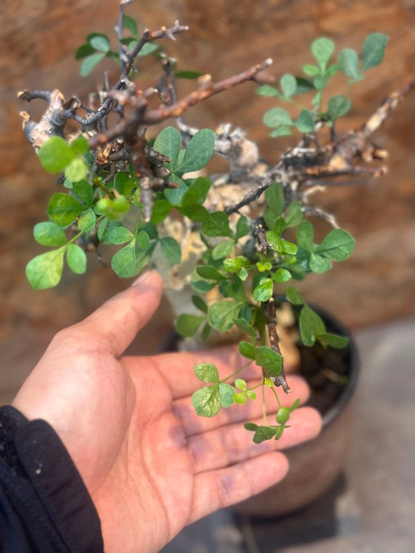 コミフォラ　カタフピュア　ソマリア産　鉢底より発根確認済み　この値段本日まで