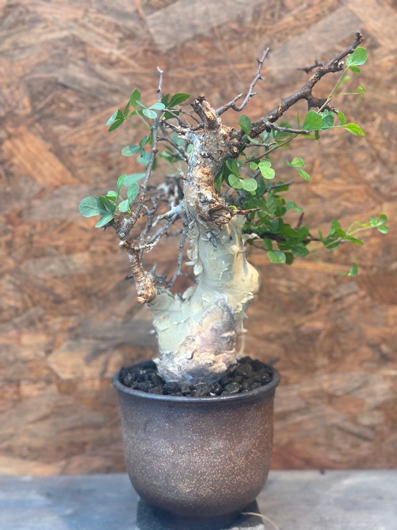 コミフォラ　カタフピュア　ソマリア産　鉢底より発根確認済み　この値段本日まで