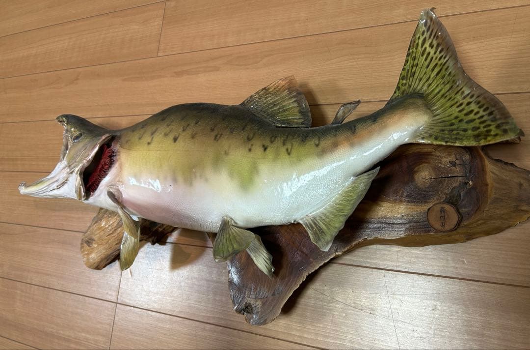 カラフトマス　剥製　エラ付き　勝時作　激レア作品