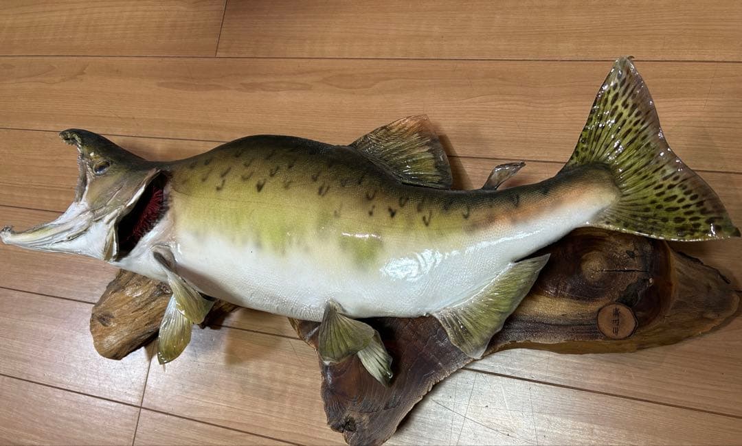 カラフトマス　剥製　エラ付き　勝時作　激レア作品