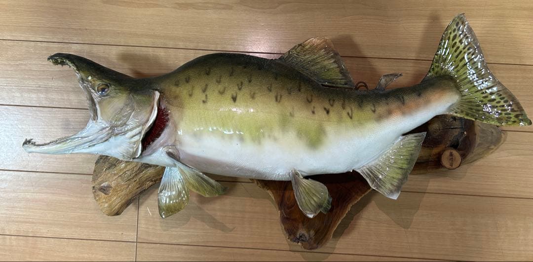 カラフトマス　剥製　エラ付き　勝時作　激レア作品