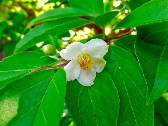 《現品》姫沙羅（ヒメシャラ）株立ち　樹高1.7ｍ（根鉢含まず）37【苗木/植木】