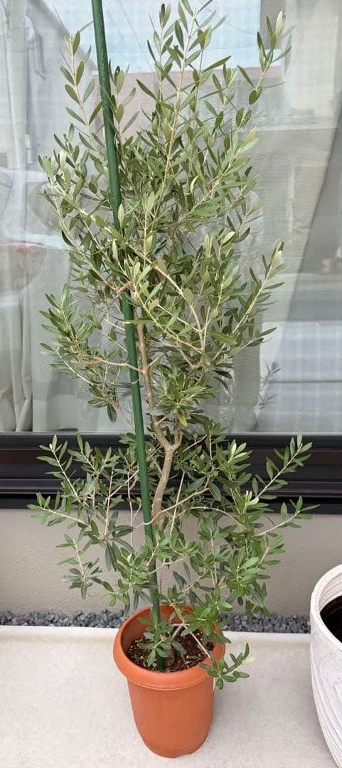 オリーブの木　チプレッシーノ　オリーブ