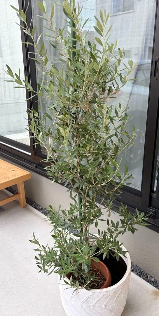 オリーブの木　チプレッシーノ　オリーブ