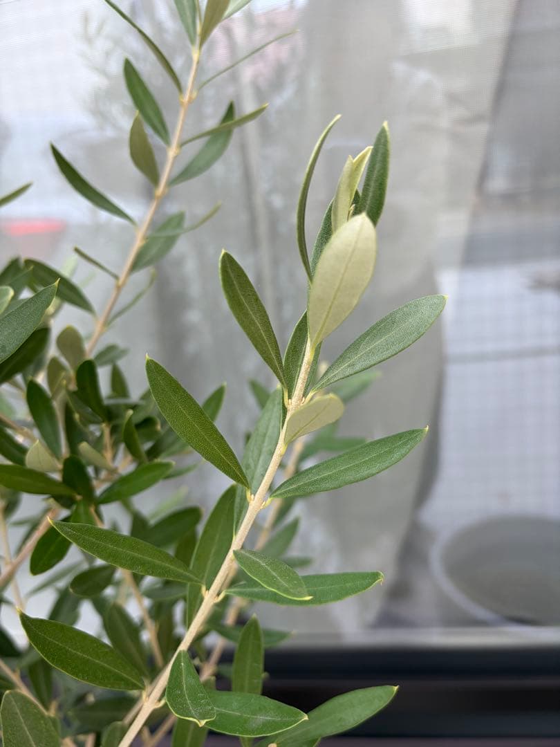 オリーブの木　チプレッシーノ　オリーブ