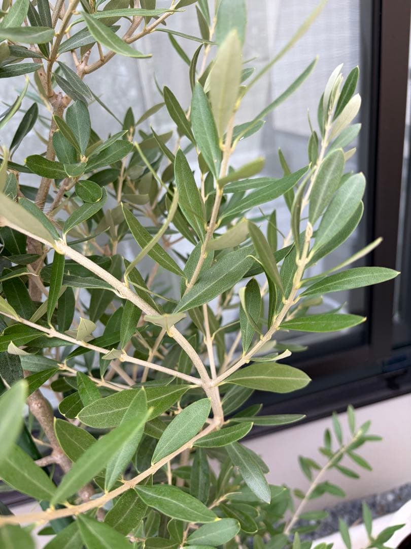 オリーブの木　チプレッシーノ　オリーブ