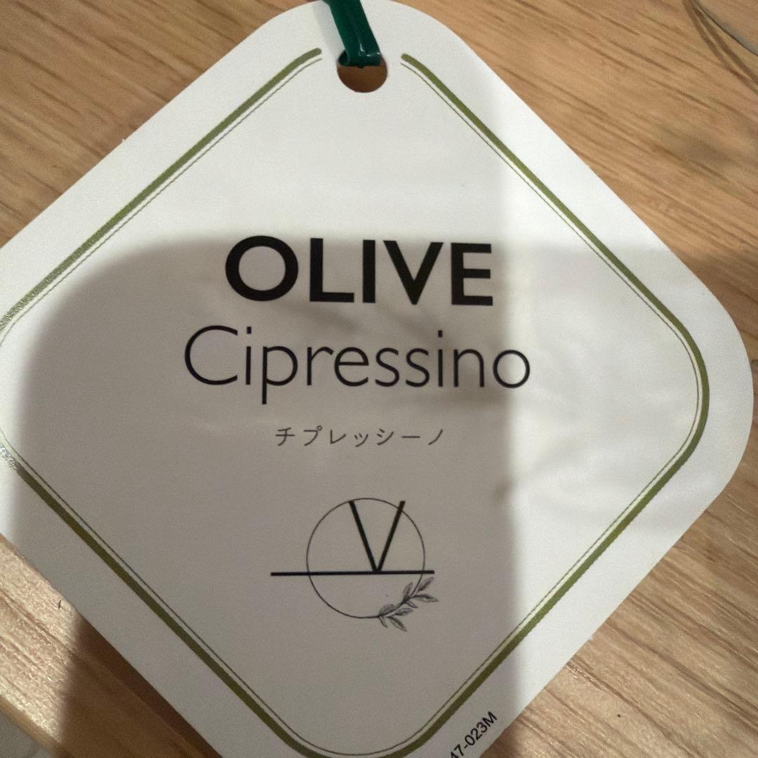 オリーブの木　チプレッシーノ　オリーブ