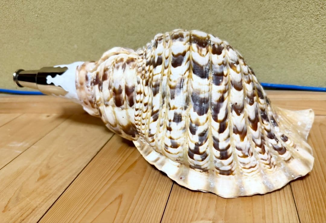 大型肉厚39㎝修験道法螺貝 山伏