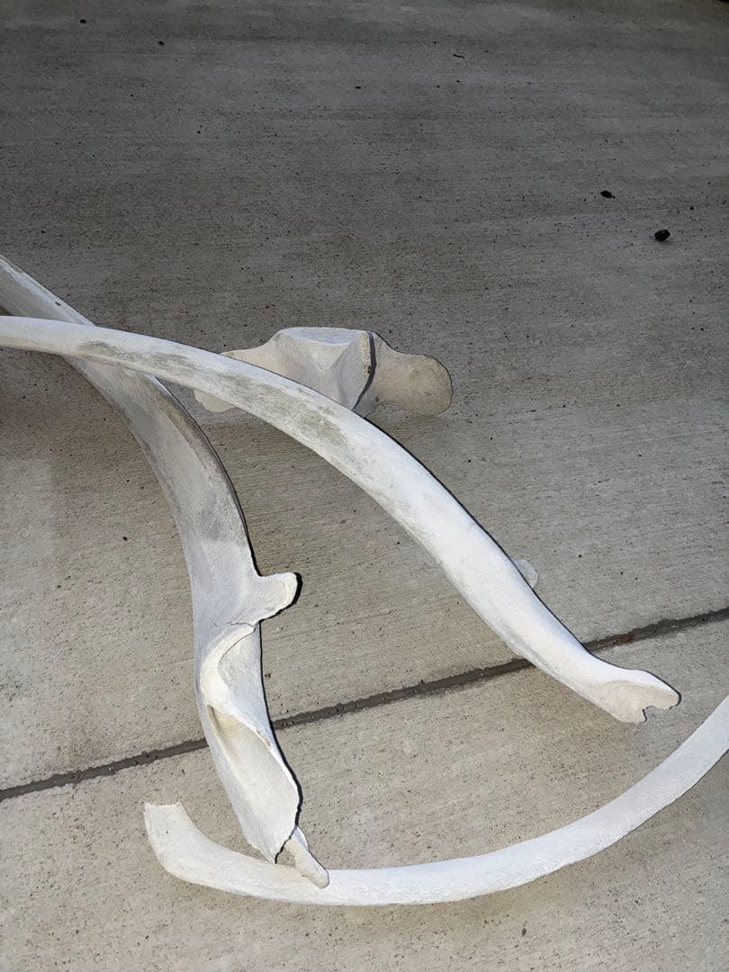 k*o様 くじら・いるか　骨　鯨　イルカ　4点セット