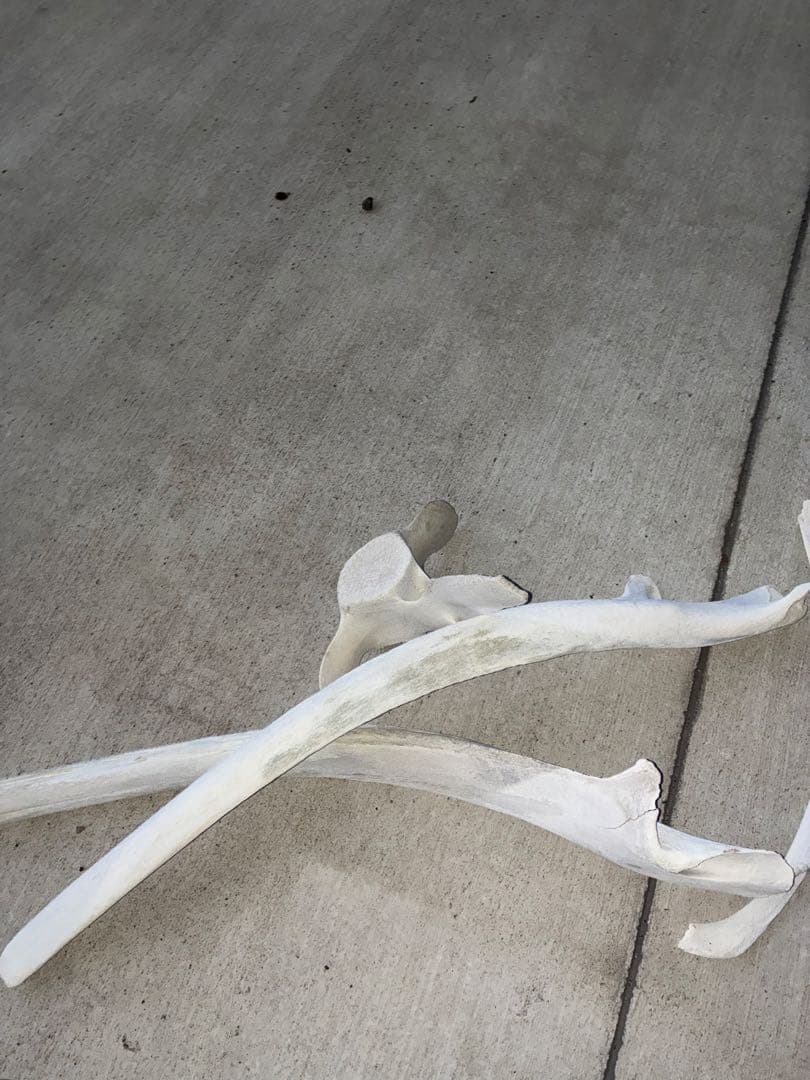 k*o様 くじら・いるか　骨　鯨　イルカ　4点セット