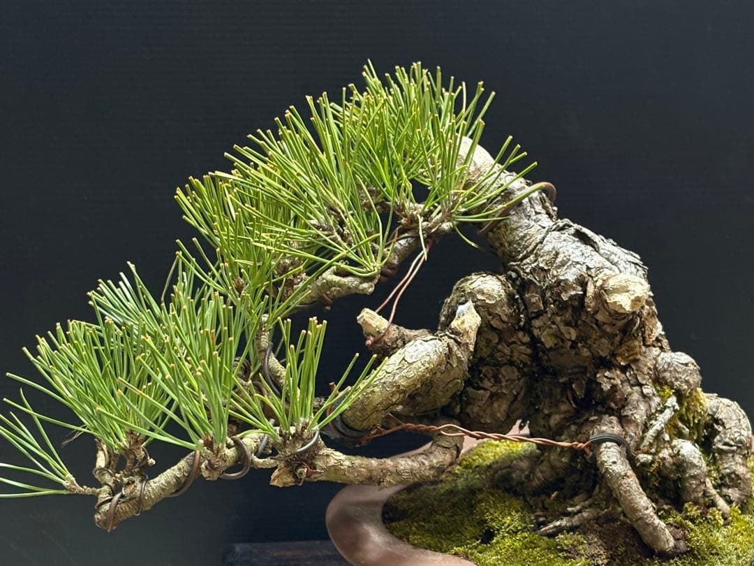 [盆栽]黒松//五葉松/真柏