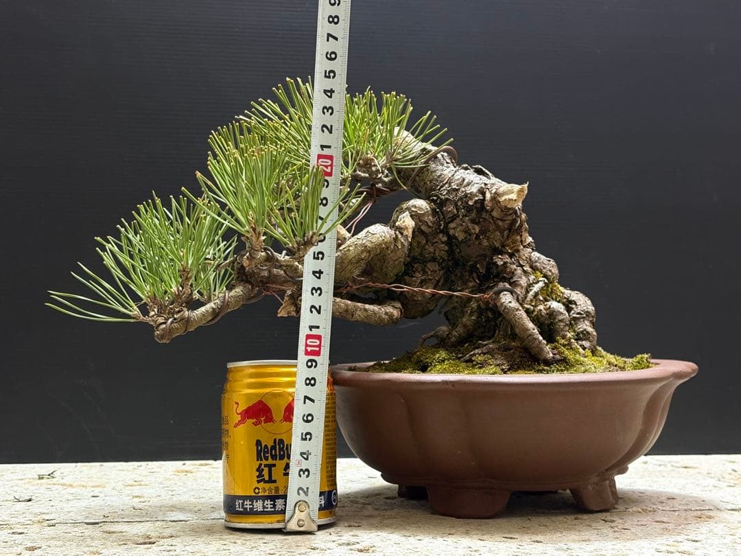 [盆栽]黒松//五葉松/真柏