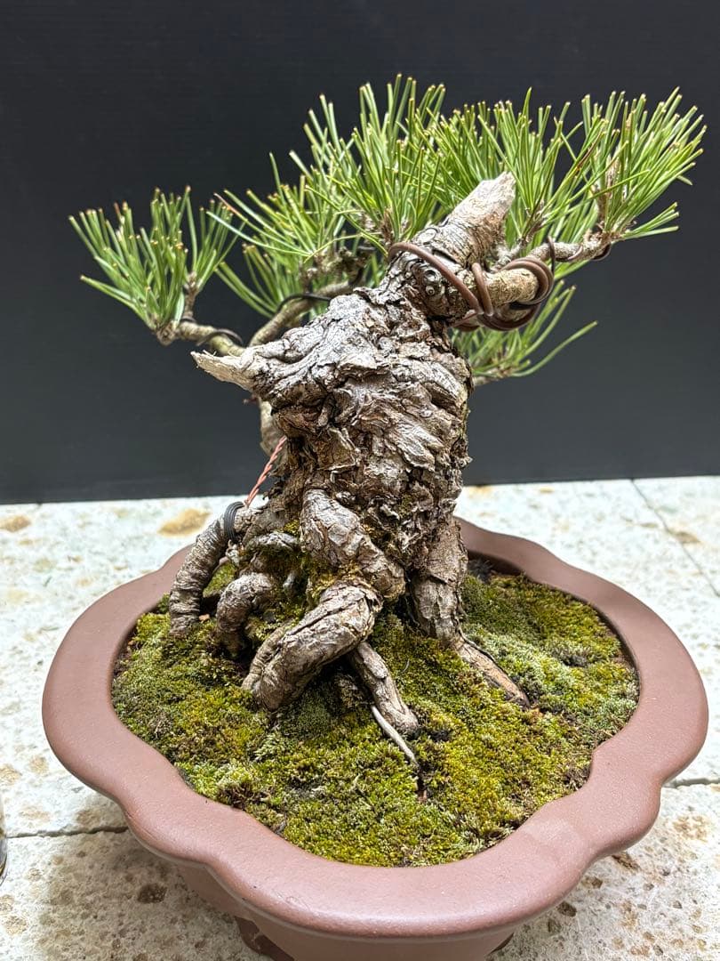 [盆栽]黒松//五葉松/真柏