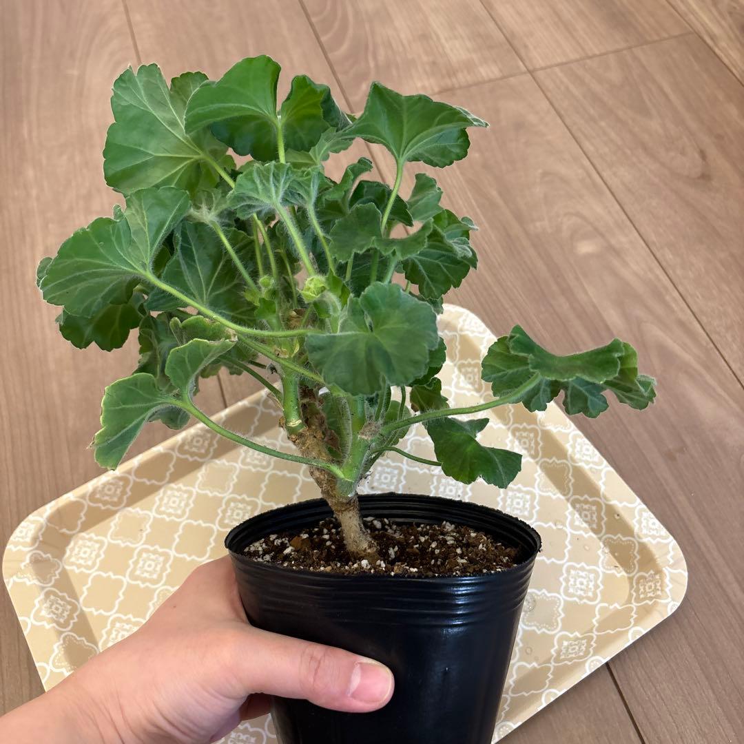 フリル咲ゼラニウム 希少ゼラニウム レアゼラニウム 珍しいゼラニウム