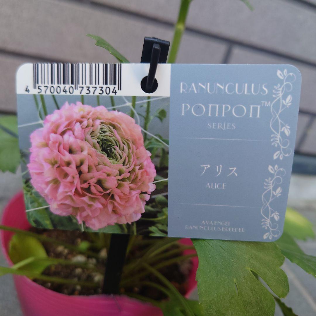 ラナンキュラス ポンポン アリス - メルカリ