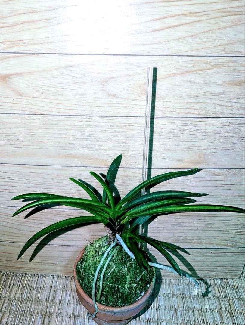 富貴蘭「湖東錦」中斑縞