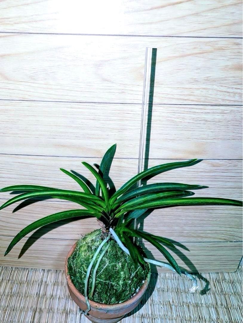 富貴蘭「湖東錦」中斑縞