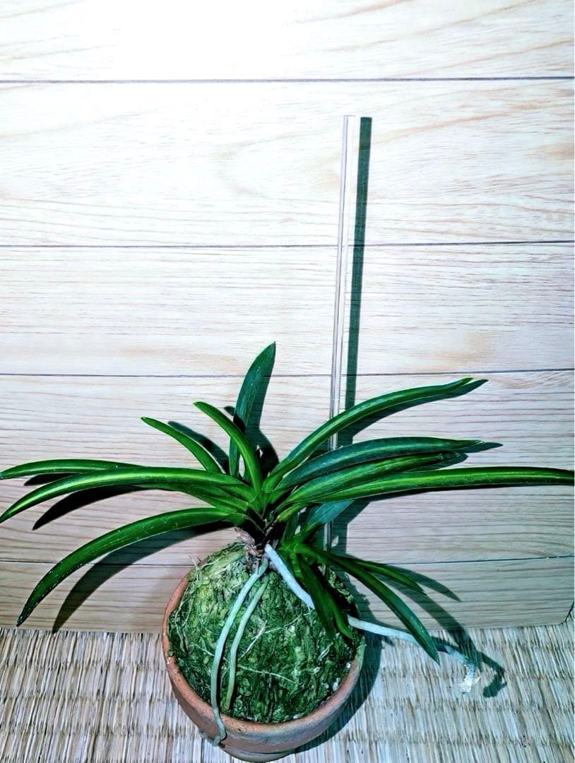 富貴蘭「湖東錦」中斑縞