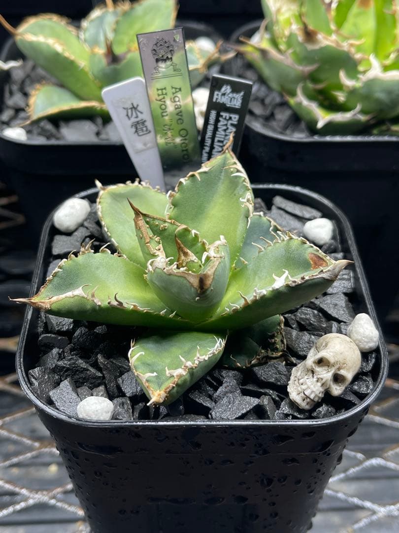 Agave Titanota Hyou \"冰雹\"