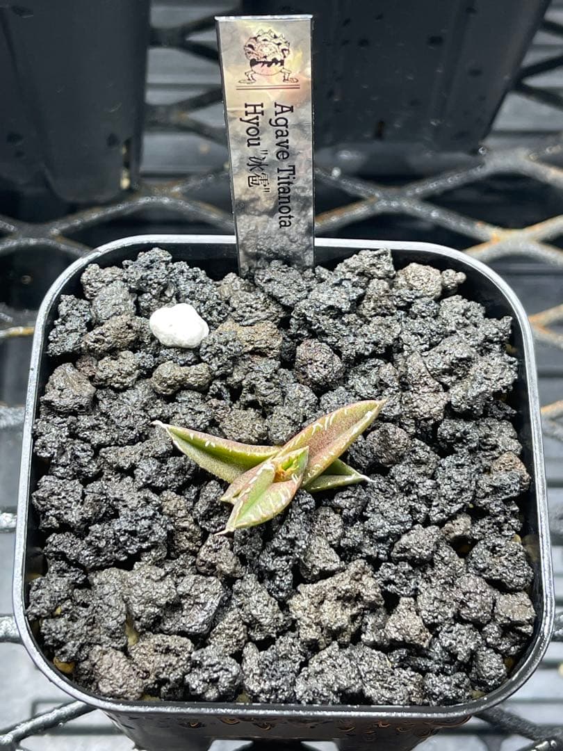 Agave Titanota Hyou \"冰雹\"