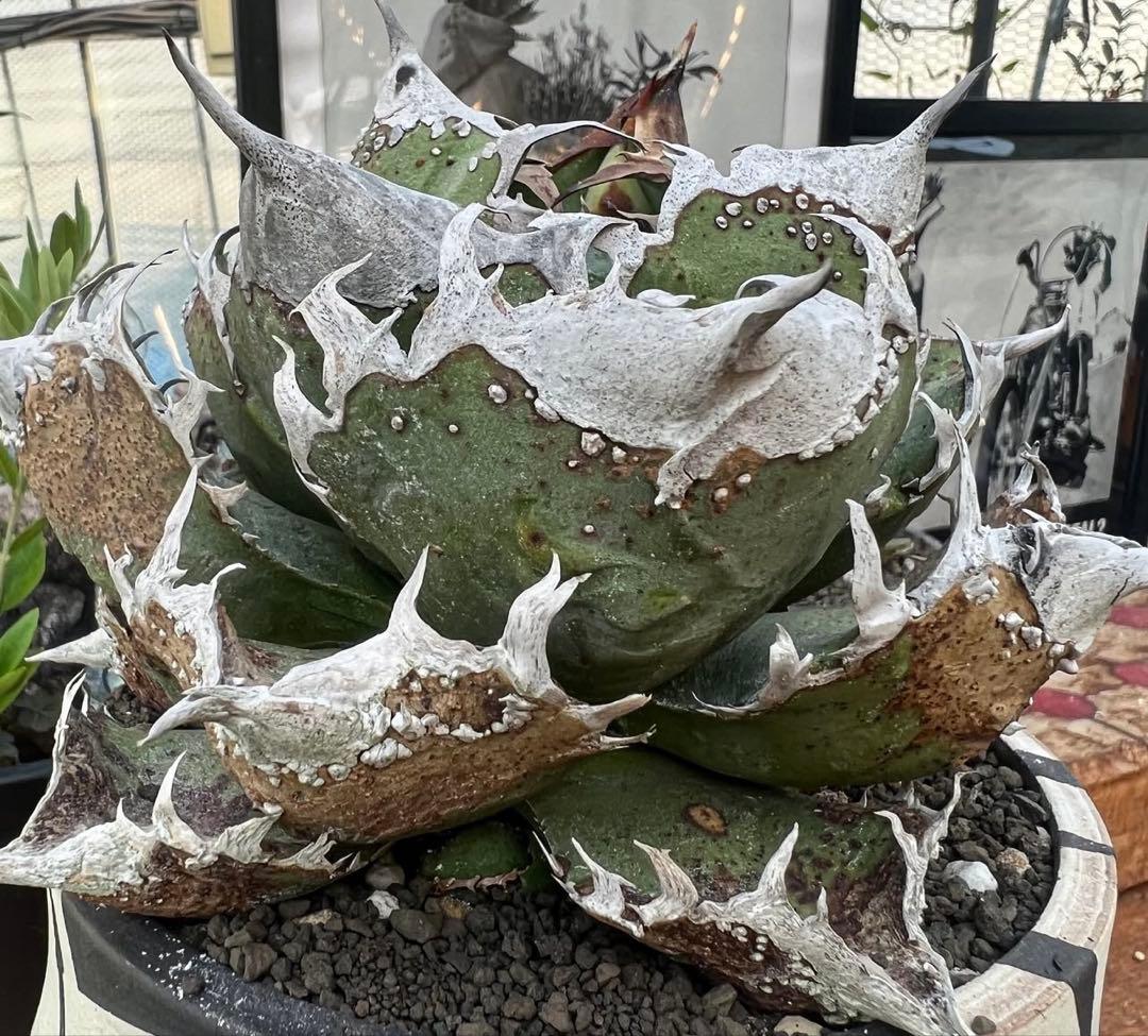 Agave Titanota Hyou \"冰雹\"