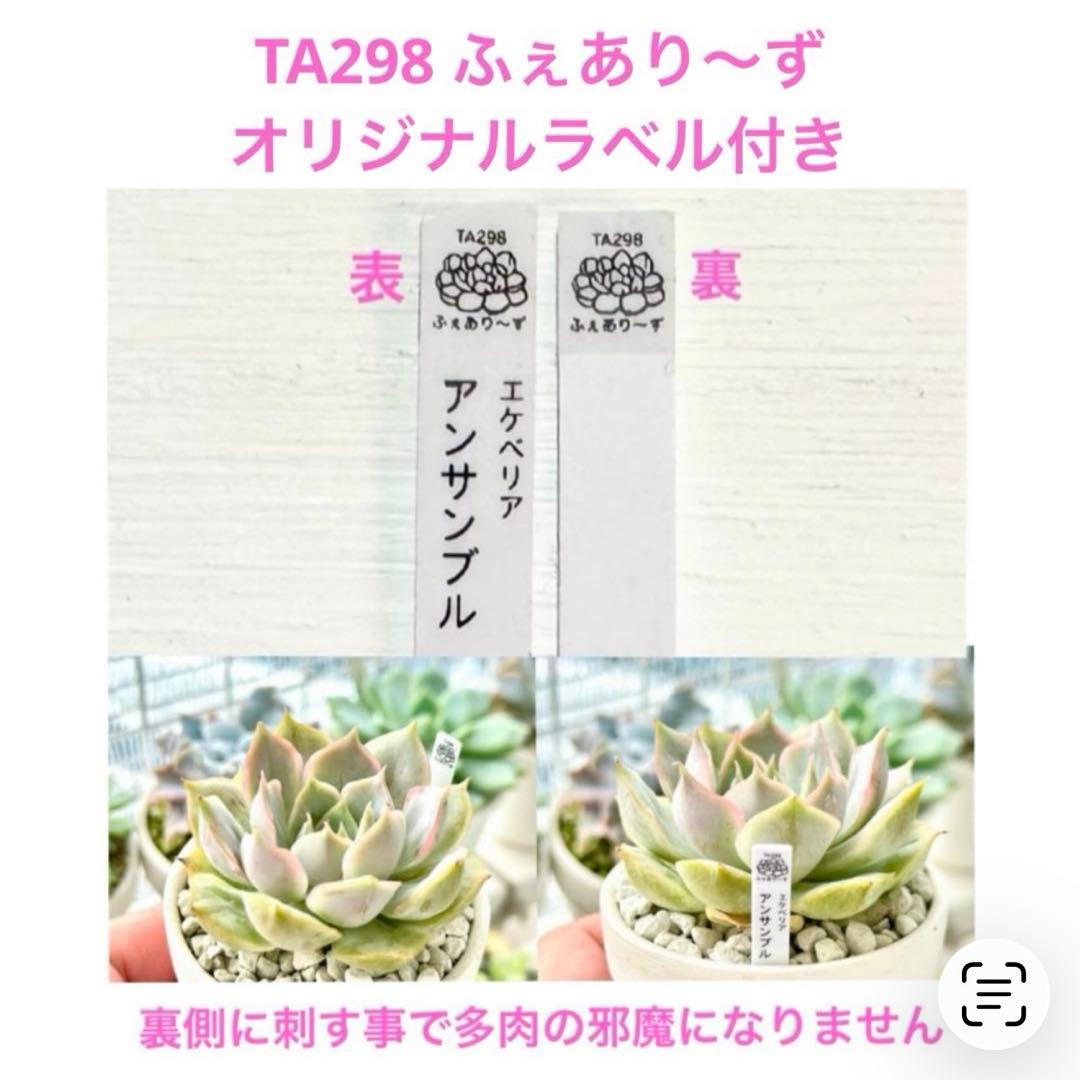 【速達サービス@7980】アミスター錦(覆輪斑)