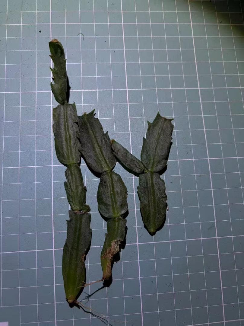 デンマークカクタス シャコバサボテン 黄羽 葉挿し 1571 - メルカリ