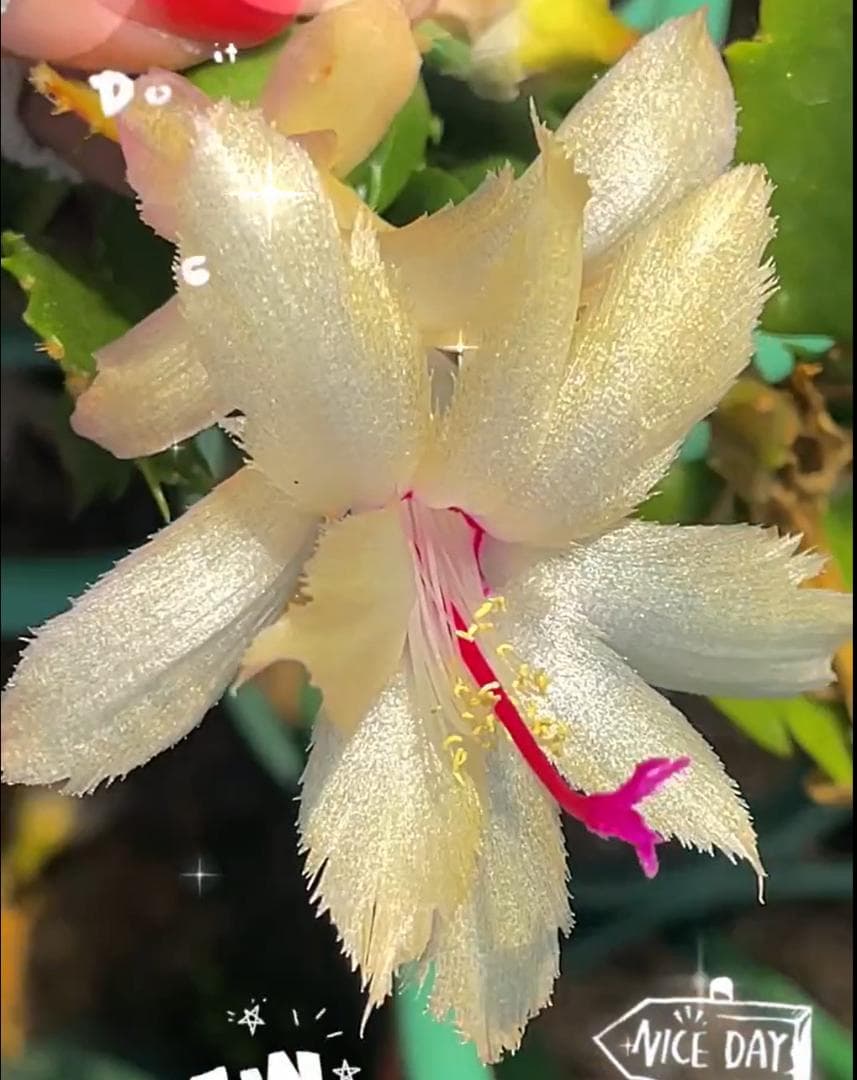 デンマークカクタス シャコバサボテン 黄羽 葉挿し 1571 - メルカリ