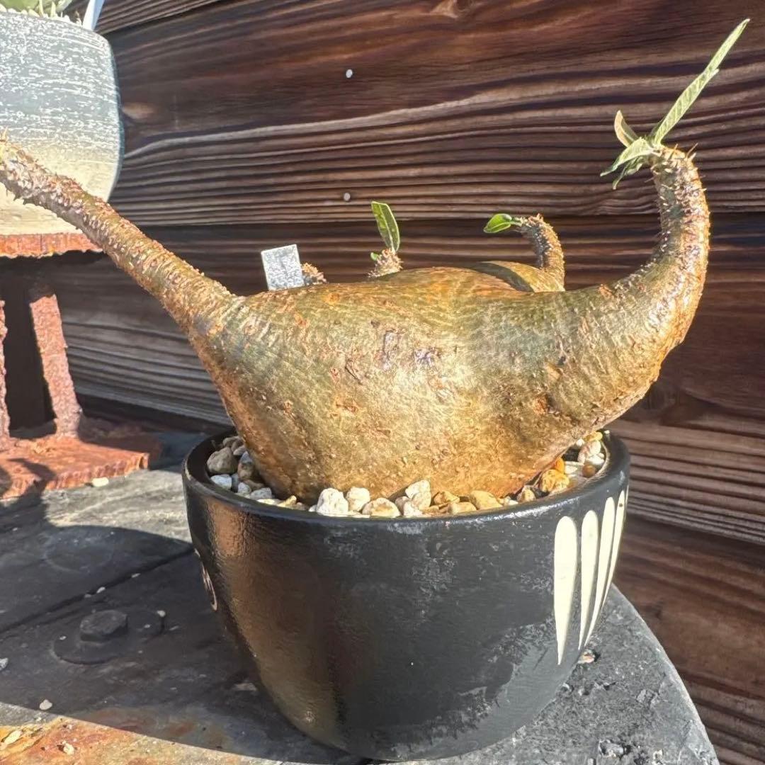 グラキリス 水耕発根管理中 画像の鉢は付きません！ランダムでオマケ