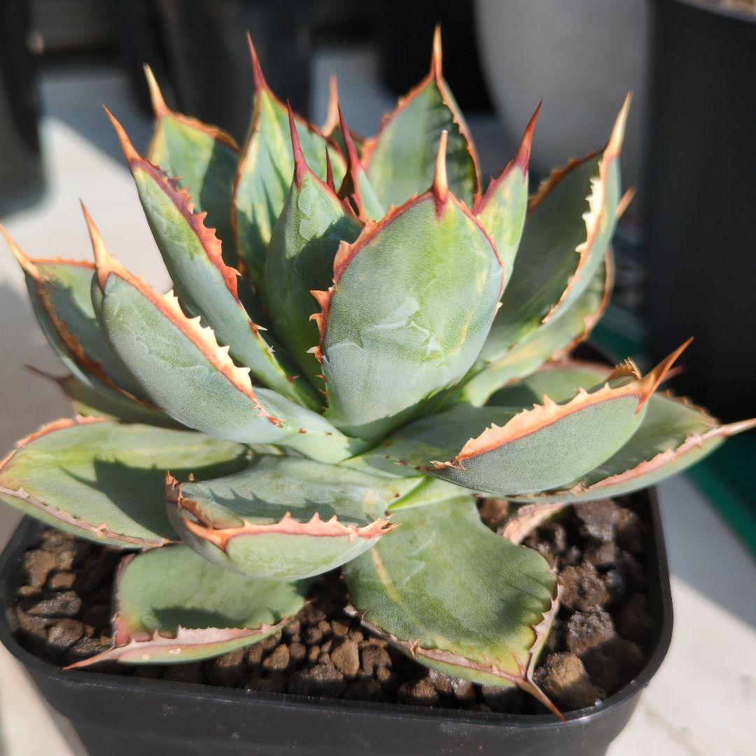 アガベ　ハイブリッド　瀧雷☓甲蟹　縞斑　斑入り　希少　子株付き