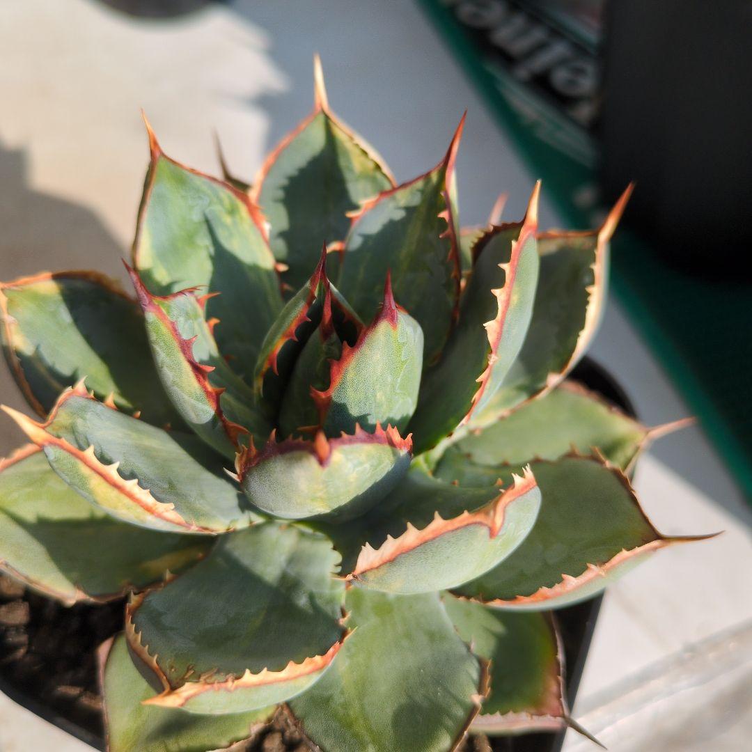 アガベ　ハイブリッド　瀧雷☓甲蟹　縞斑　斑入り　希少　子株付き