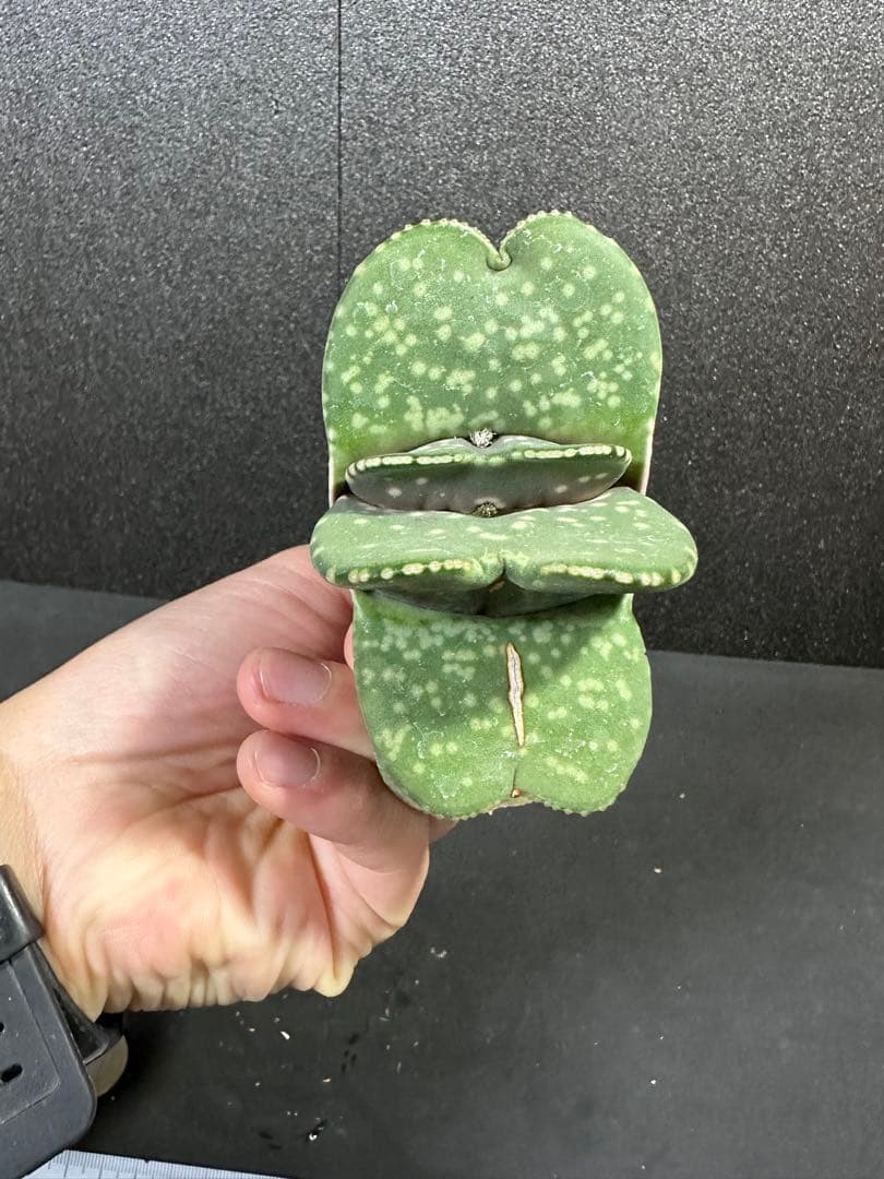 【ガステリア・恐竜特選苗　ムチムチの厚舌】