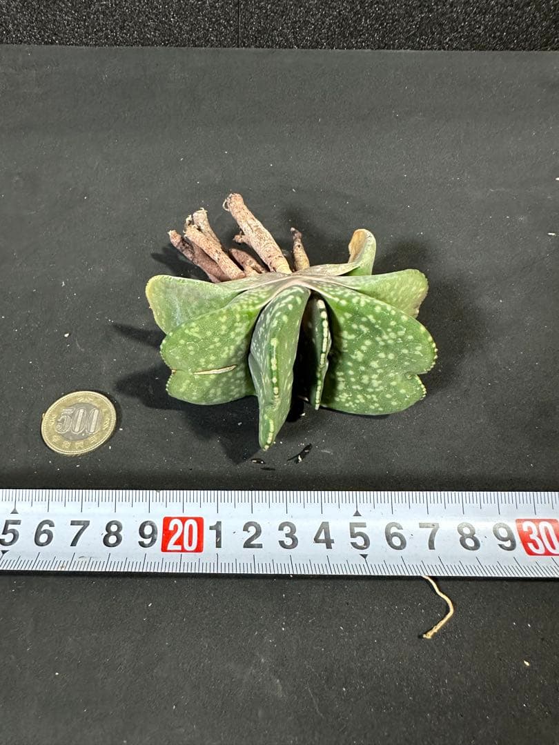 【ガステリア・恐竜特選苗　ムチムチの厚舌】