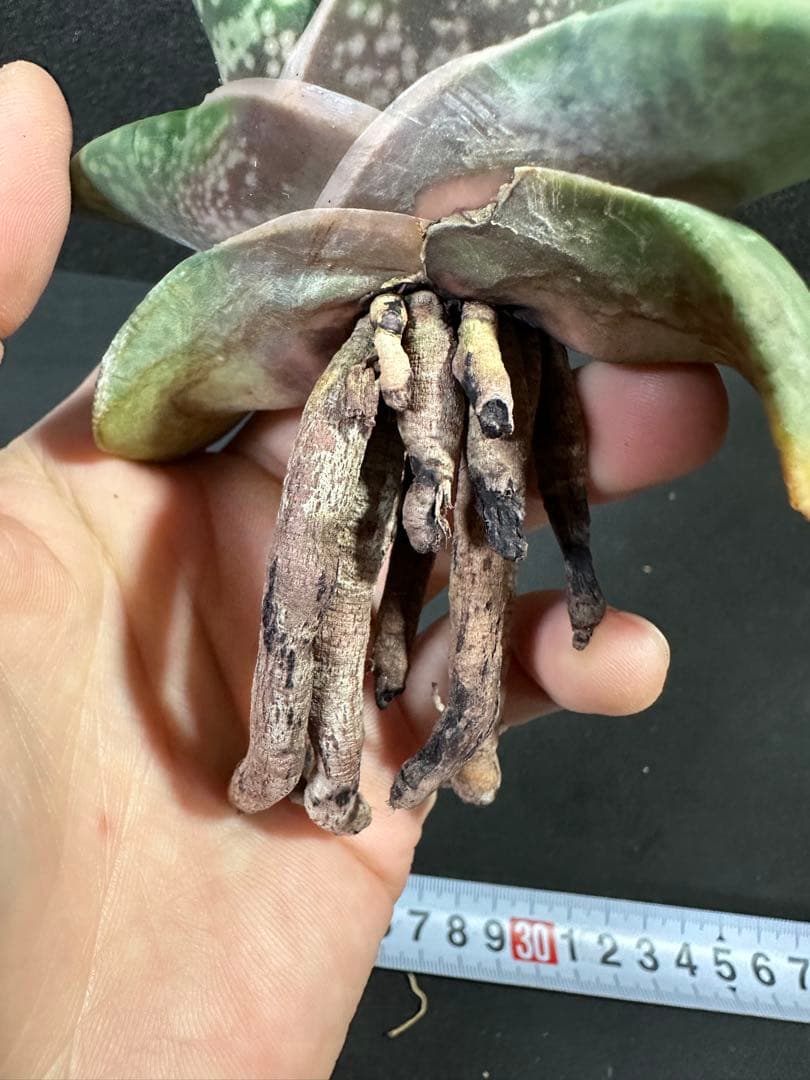 【ガステリア・恐竜特選苗　ムチムチの厚舌】