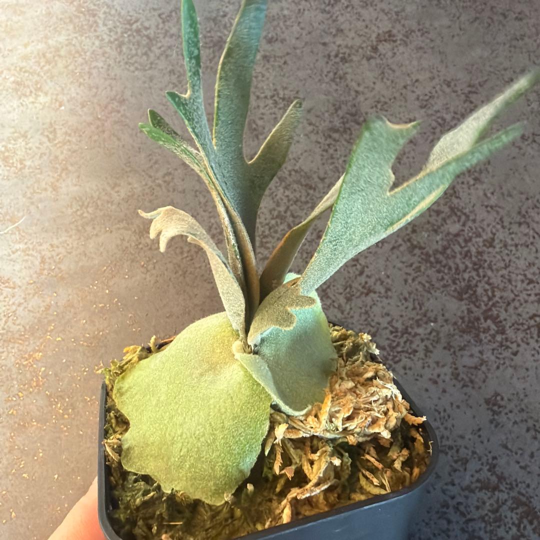 ビカクシダ ウィリンキー ジュエル P.Jewel Sporeling