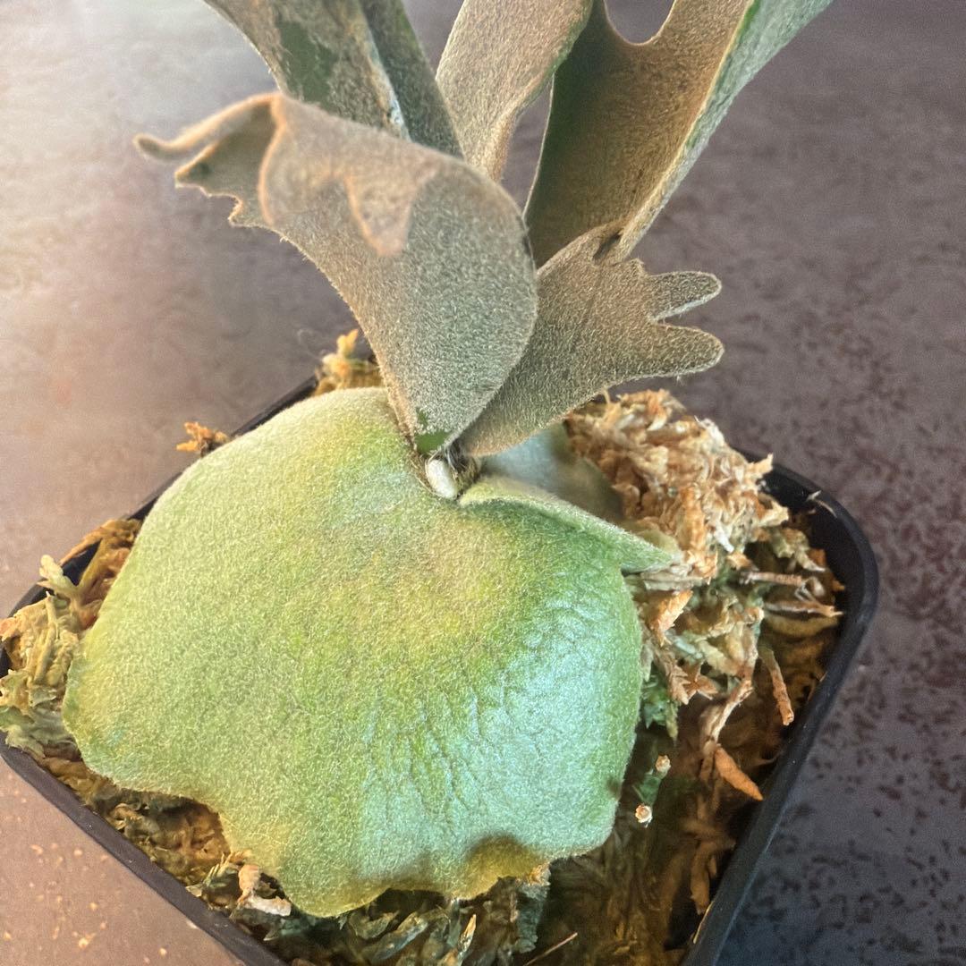 ビカクシダ ウィリンキー ジュエル P.Jewel Sporeling